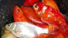 Abandoned Pet Goldfish Threatening Protected Carp Species in Cambridge Lake