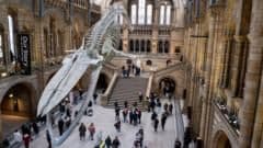 Natural History Museum Crowned UK's Top Tourist Attraction After Record-Breaking Year