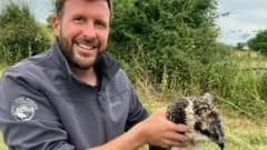 The Clever Deception That Brought Ospreys Back to Dorset After 180 Years