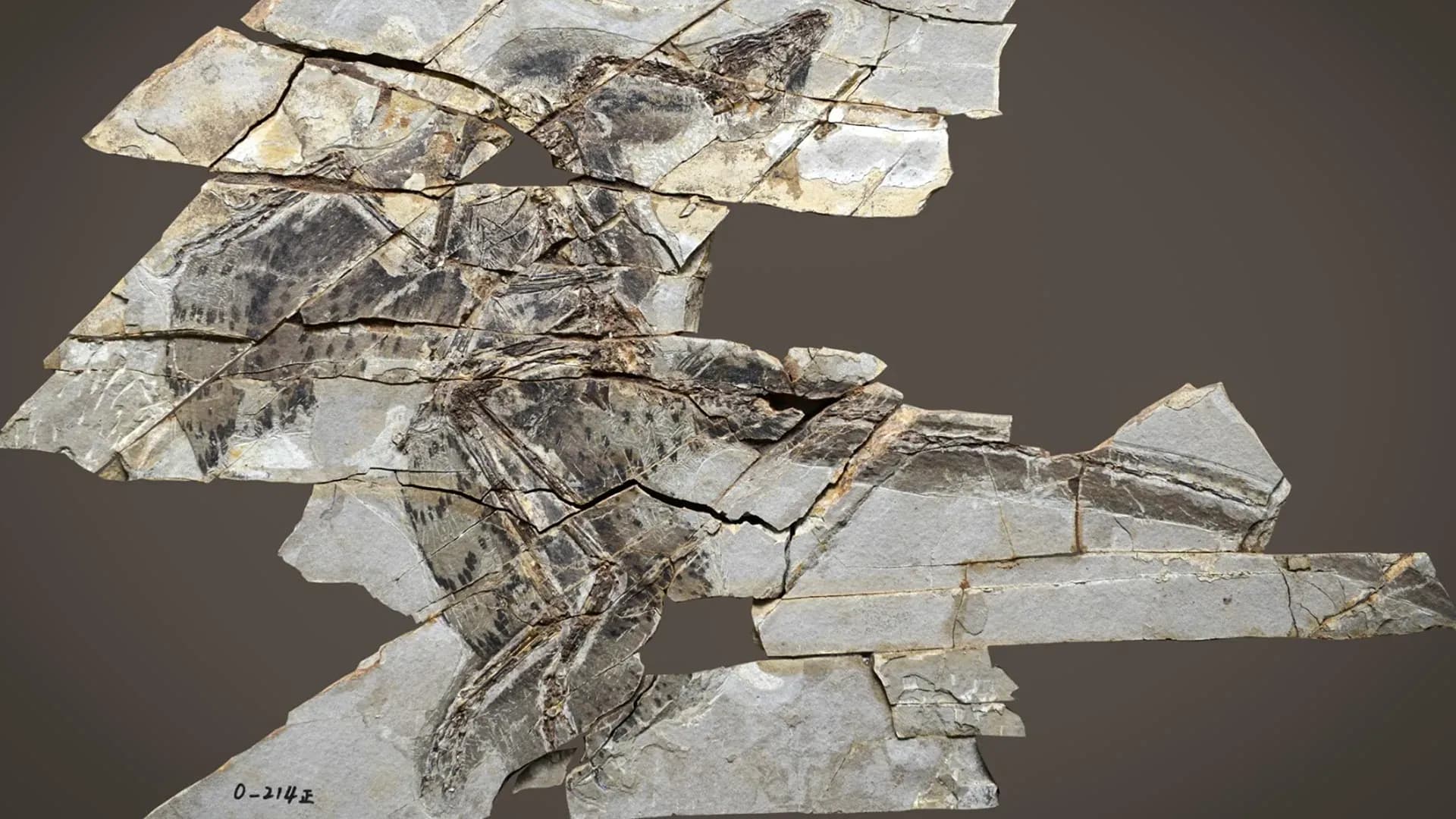 Feathered But Earthbound: How Fossil Clues Reveal These Dinosaurs Never Flew