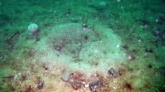 Scotland's Damaged Seabed Shows Promising Signs of Healing After Illegal Fishing Devastation