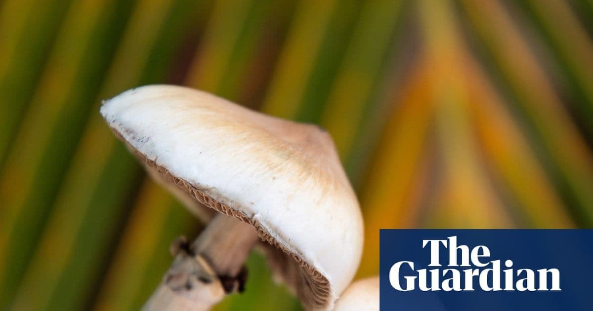 One Dose of Psilocybin Is Enough to Physically Reshape the Brain, New Research Reveals