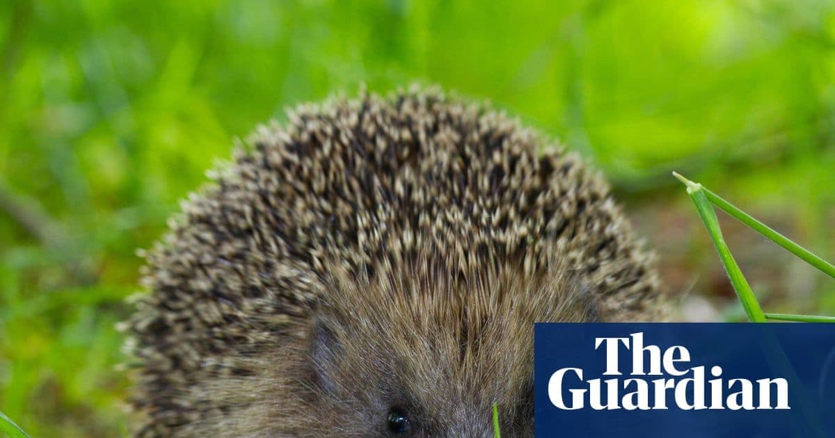 Could Ultrasound Technology Save Hedgehogs From Deadly Roads?