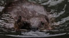 Gloucestershire Prepares to Welcome Beavers Back to the Wild