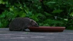 How Tiny Garden Tunnels Are Giving London's Hedgehogs a Fighting Chance