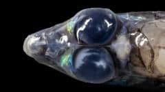 Extraordinary Deep-Sea Expedition Uncovers Hidden Worlds Beneath the Caribbean