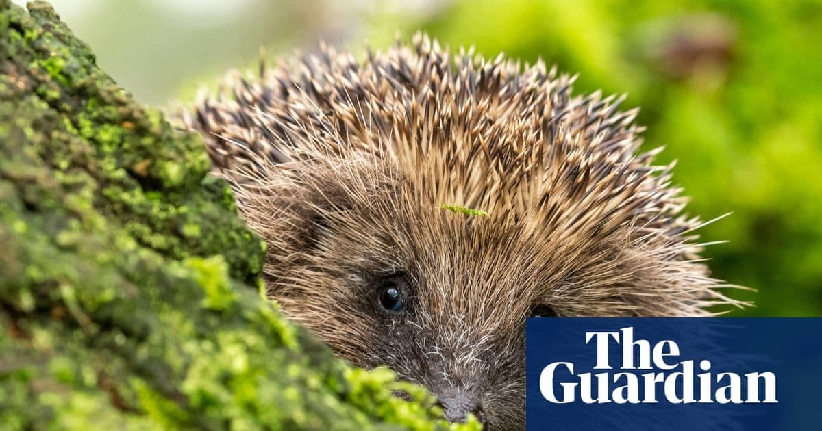 How Exercise Boosts Brain Health, Hedgehog Ultrasound Discoveries, and AI's Influence on Human Beliefs