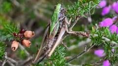 Community Volunteers Join Forces to Save Rare Bog Bush Cricket From Extinction