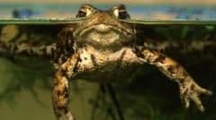 Over 1,000 Toads Feared Dead After Water Company Drains Their Breeding Reservoir