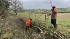 Reviving an Ancient Craft: Hedge Laying Transforms Biodiversity at Blagdon Lake