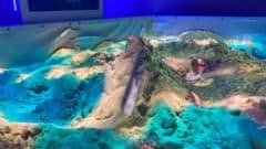 Shepreth Wildlife Park Unveils Interactive Conservation Hub Complete With Erupting Volcano
