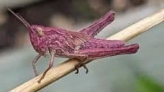 Rare Pink Grasshoppers Discovered Thriving in a Somerset Garden