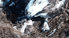 Southern England's Only Breeding Osprey Pair Welcomes First Chick of 2026