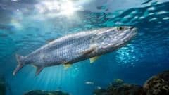 Migratory Freshwater Fish Face 81% Population Collapse — UN Calls for Urgent Global Action