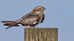 Nightjar Birds Stage Stunning Population Recovery Across Southern England