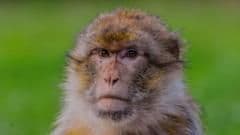 Landmark DNA Mapping of Endangered Monkey Opens New Front in Wildlife Protection