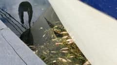 MP Demands Answers Over Mass Fish Die-Off With No Prosecution in Sight