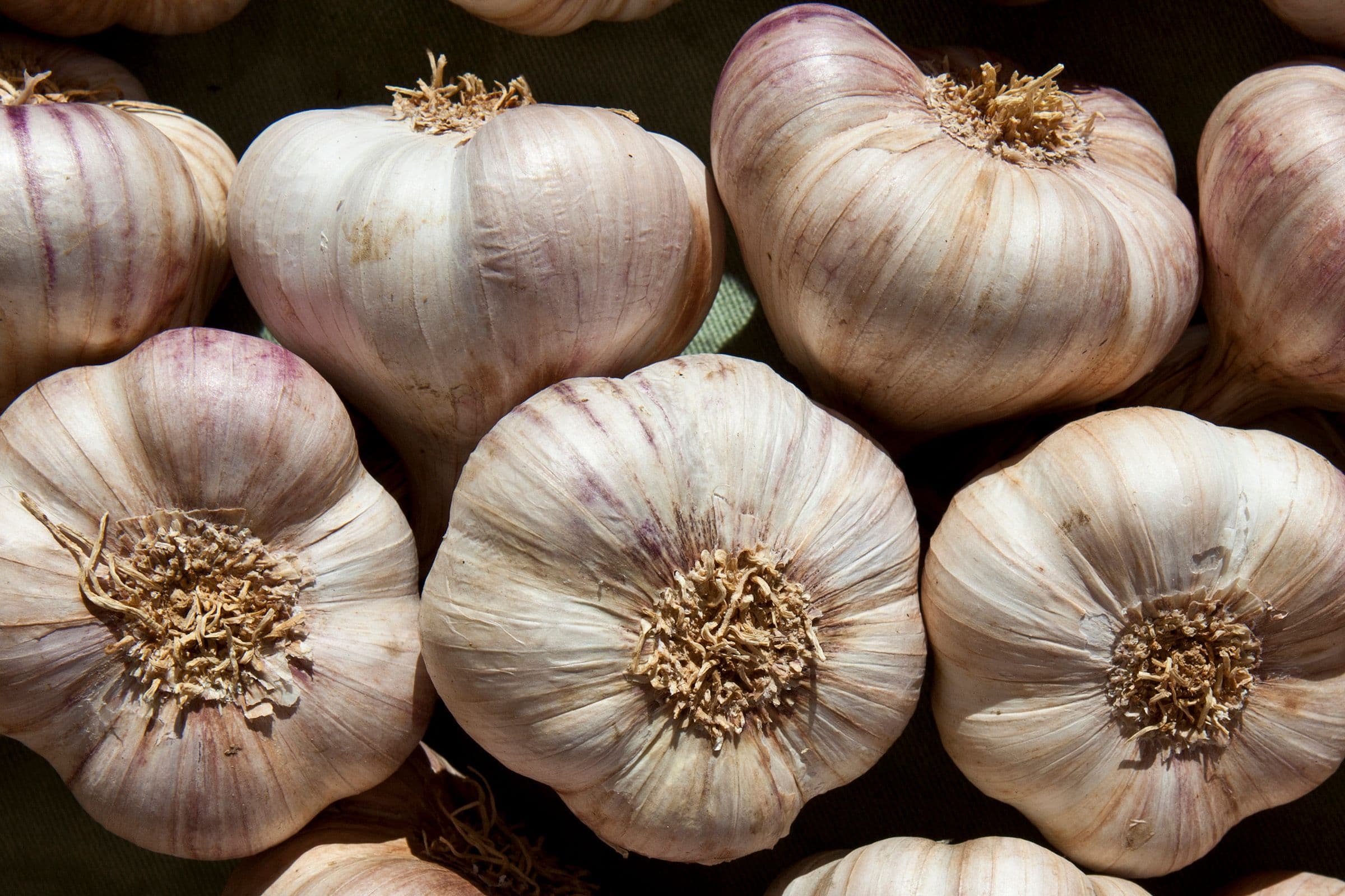 Science Confirms Garlic Can Stop Mosquitoes From Mating and Reproducing