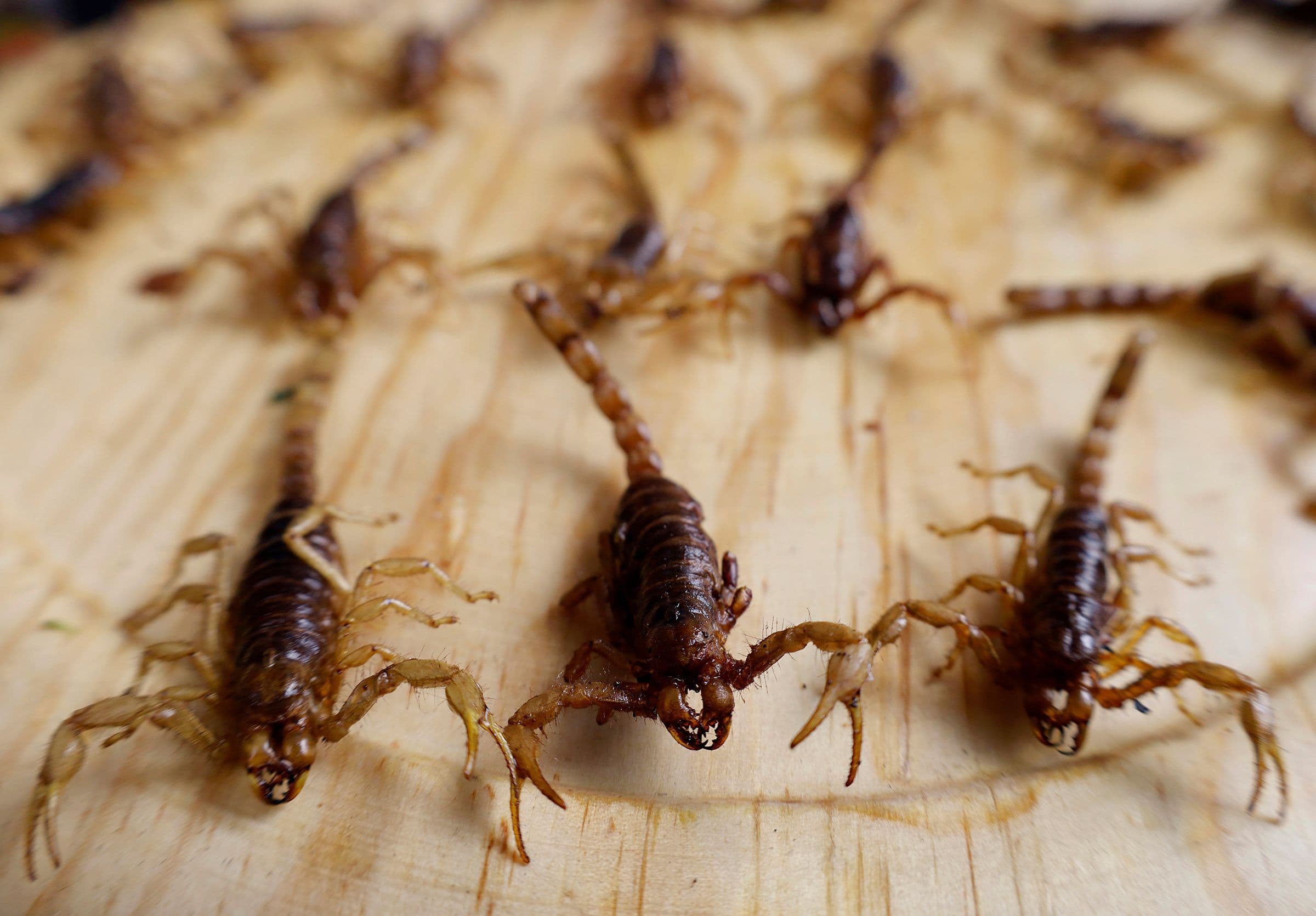 Scorpion Venom and Habanero Peppers Are Unlocking New Weapons Against Drug-Resistant Bacteria