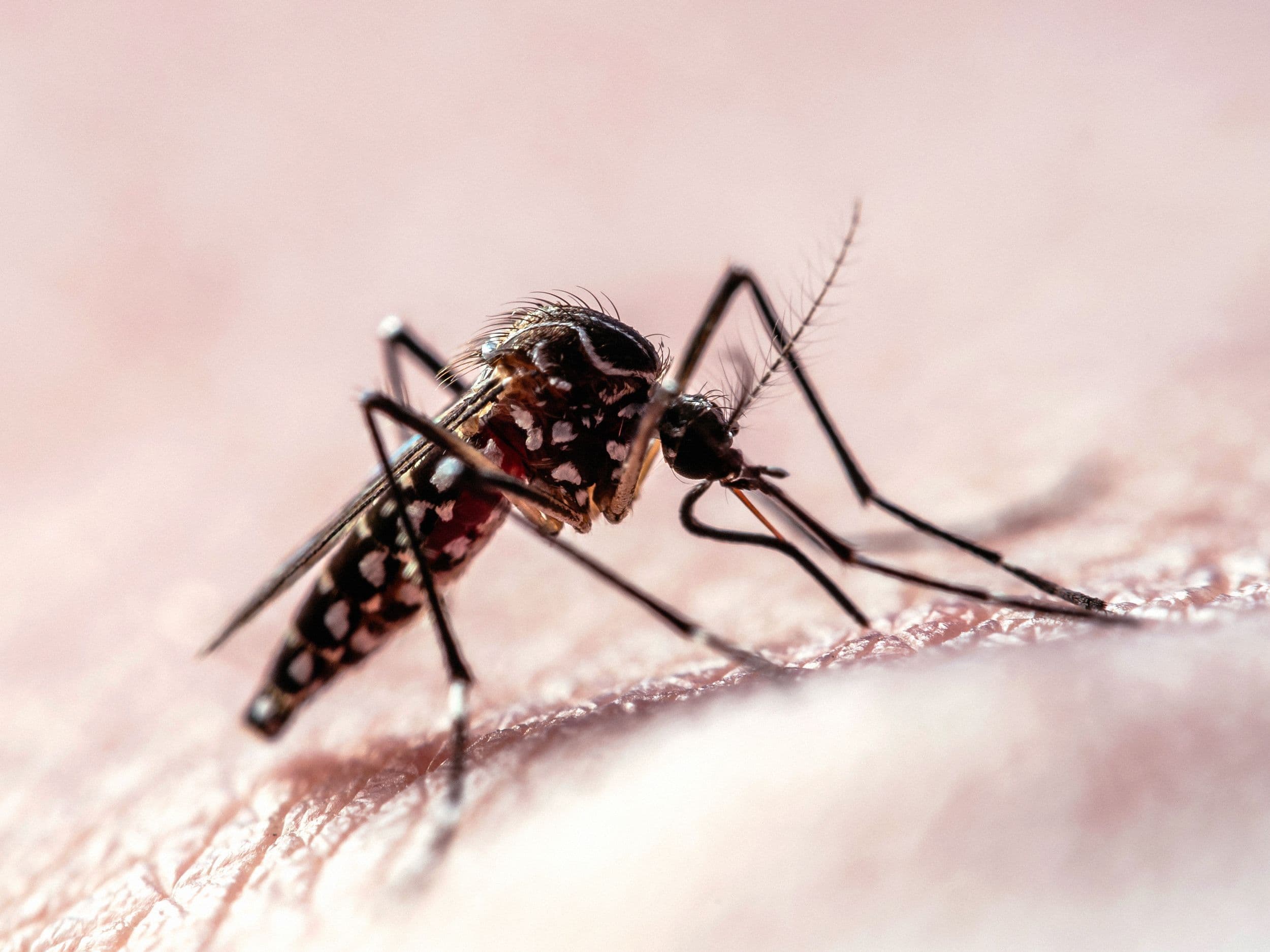 How Mosquitoes Lock Onto Human Targets: New Flight Data Reveals the Science