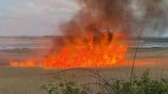 Suspected Arson Devastates Protected Bird Nesting Site at Pegwell Bay