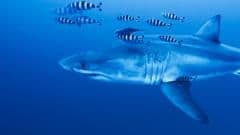 Trembling Diver Captures Extraordinary Great White Shark Encounter in Mediterranean Waters