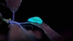 Amateur Butterfly Hunter's UV Torch Discovery Sparks Nationwide Conservation Breakthrough