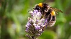 South-East England Drivers Recruited to Help Track Alarming Decline in Flying Insects