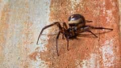 Spider Bite Hospital Admissions Double in England as False Widow Population Surges
