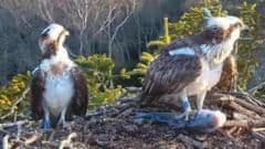 Love Triangle Averted: Beloved Osprey Pair Reunites Peacefully at Dorset Nest