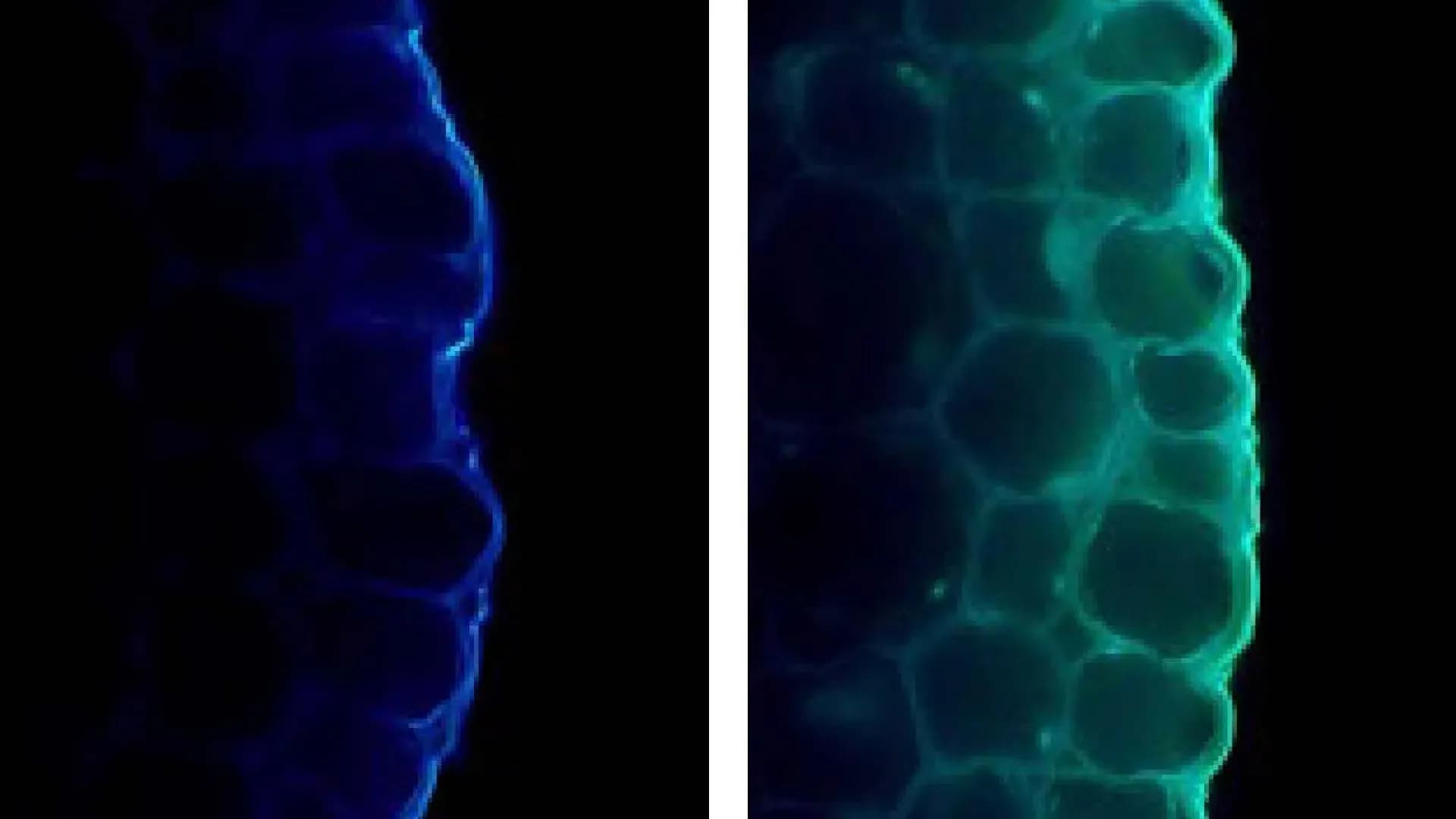 How Light Simultaneously Strengthens and Restricts Plant Growth