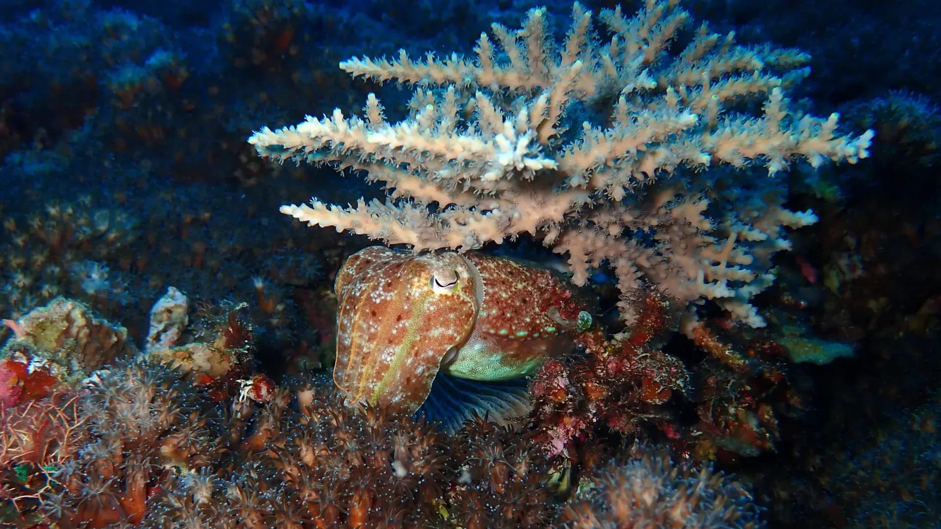 How Squid Outlasted Earth's Greatest Mass Extinction to Dominate the Oceans
