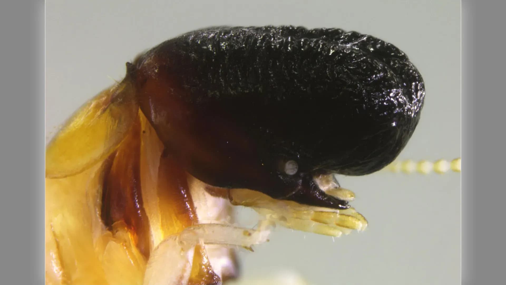 Meet Cryptotermes mobydicki: The Tiny Termite That Looks Just Like a Sperm Whale