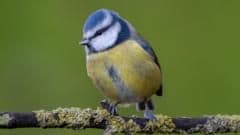Surrey's Blue Tit Defies National Trends in RSPB's Annual Garden Birdwatch