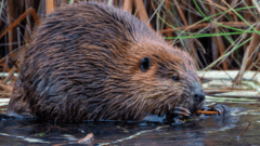 Dorset Wildlife Trust Plans to Release Up to 50 Wild Beavers Into Local Rivers