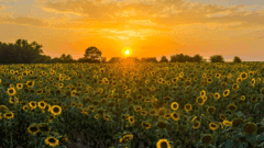 UK's Hottest Summer on Record Linked to Surprisingly Low Heat Deaths