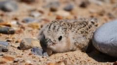 How Four Decades of Dedication Are Bringing Little Terns Back From the Brink