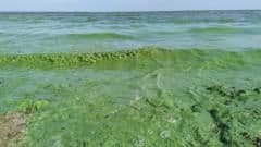 Agricultural Pollution Crisis Demands Urgent Regulatory Overhaul, Watchdog Warns
