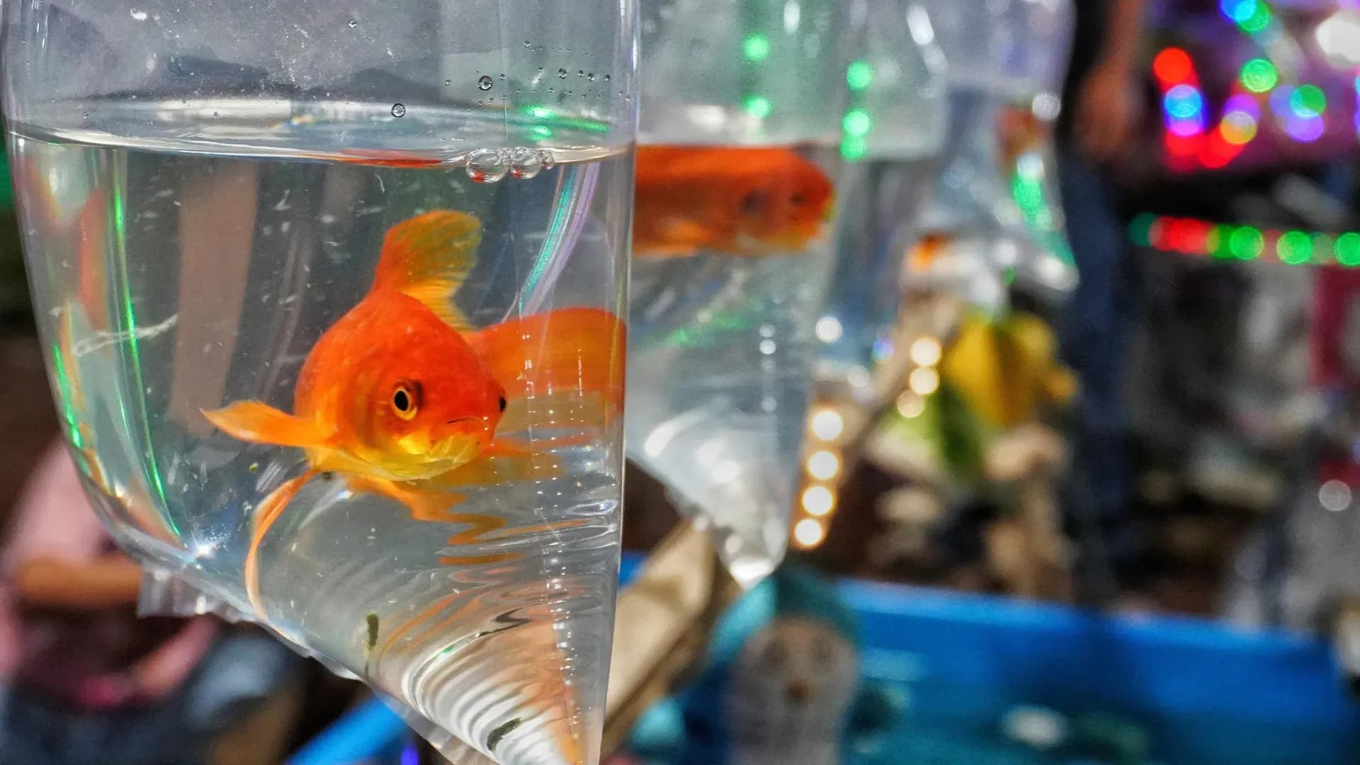 How Goldfish Released Into the Wild Are Silently Destroying Freshwater Ecosystems