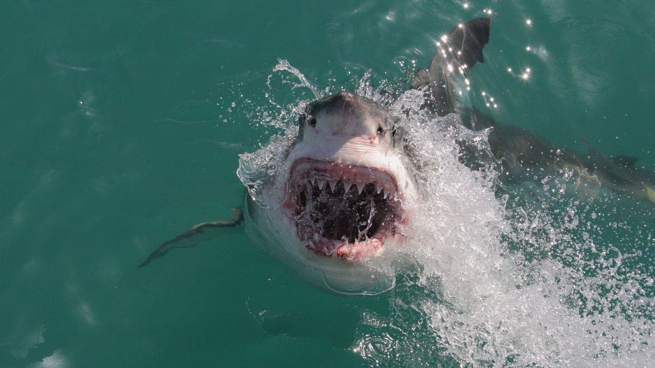 Shark Attack Fatalities Double the Decade Average in 2025, New Data Reveals