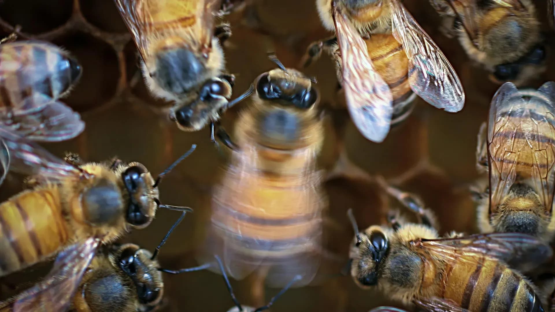 Honey Bees Perform Better When the Crowd Is Watching, Scientists Reveal