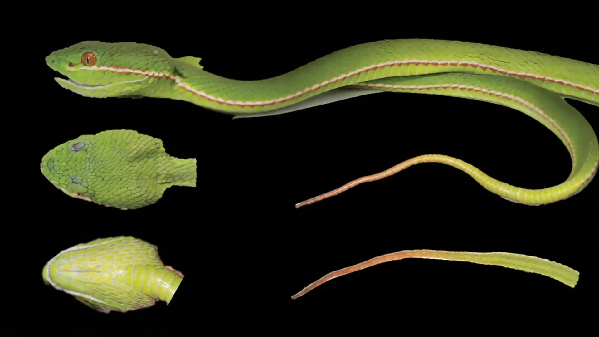 Hidden in Plain Sight: DNA Uncovers Brand-New Pitviper Species in China's Mountains