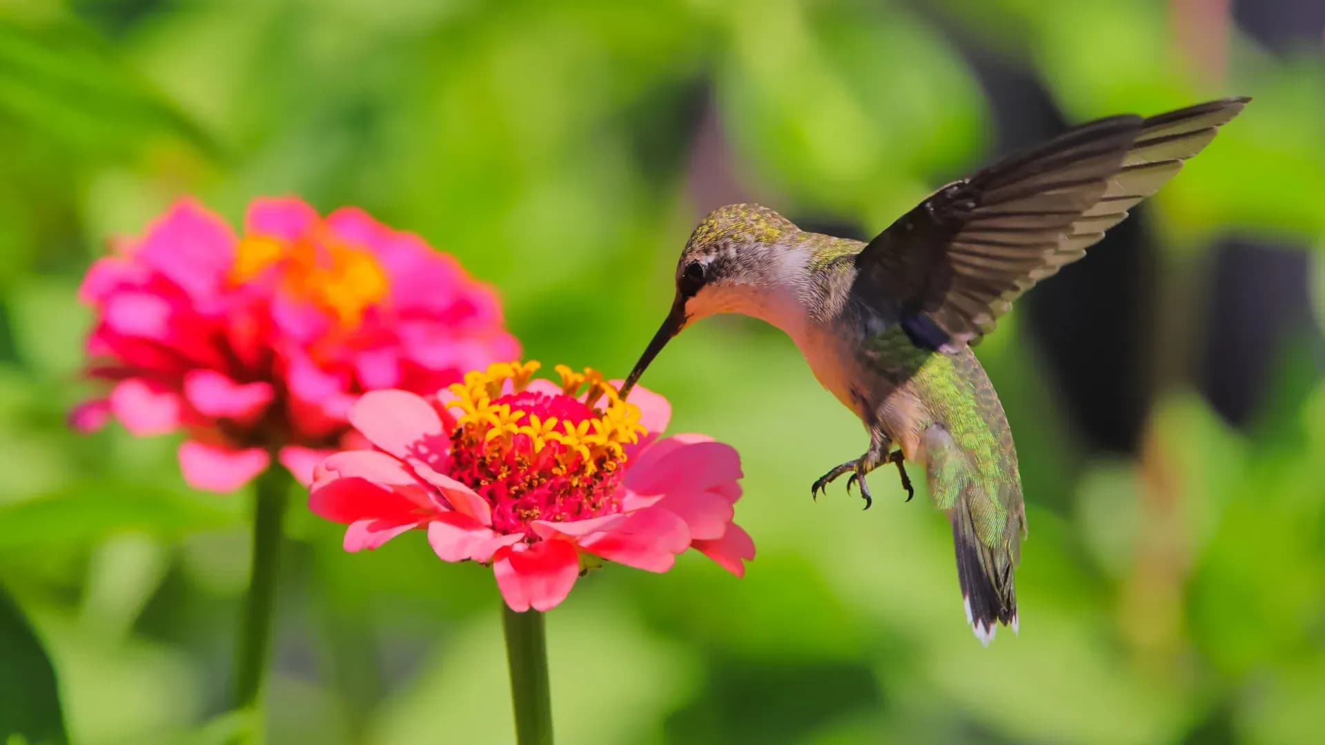 Bees and Hummingbirds Are Consuming Alcohol Every Day — And Science Has Finally Noticed