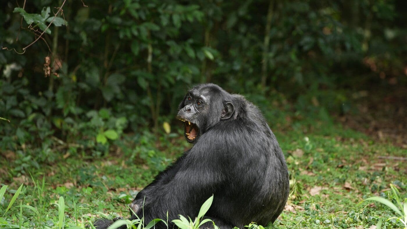 Do Chimps Get a Buzz? How Fermented Fruit May Explain Humanity's Love of Alcohol
