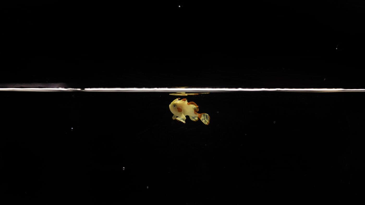 Meet Domino: The World's First Warty Frogfish Ever Successfully Raised in Captivity