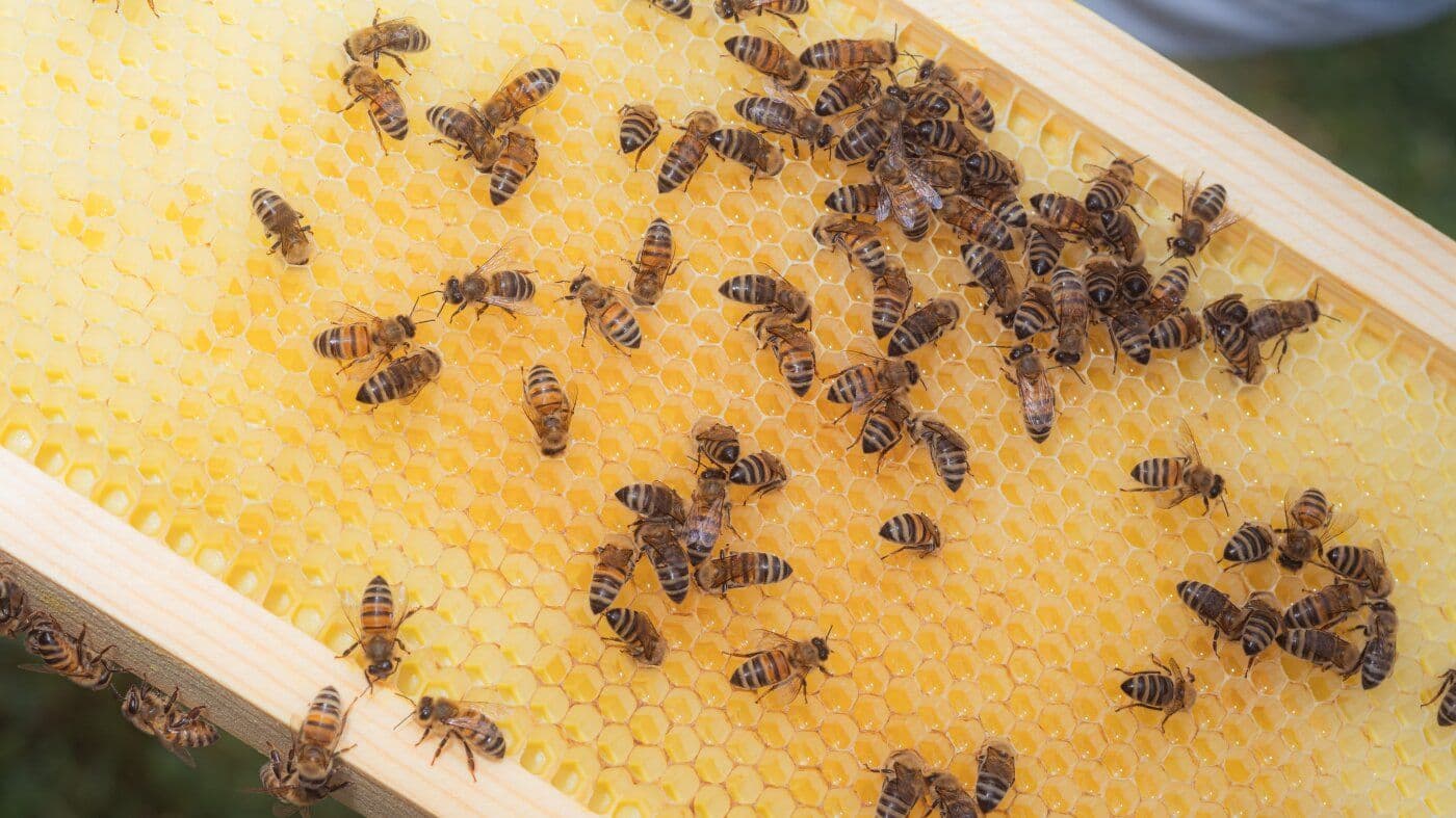 Bees Have Lived Among Us for Thousands of Years — But Their Name Still Puzzles Experts