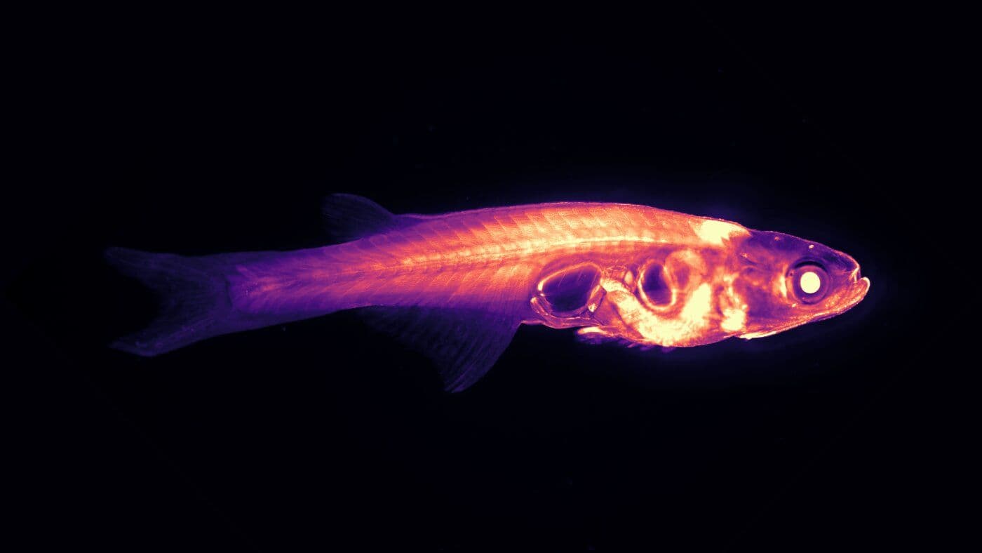 Why One of the World's Top Brain Research Centers Is Betting on a Tiny Transparent Fish
