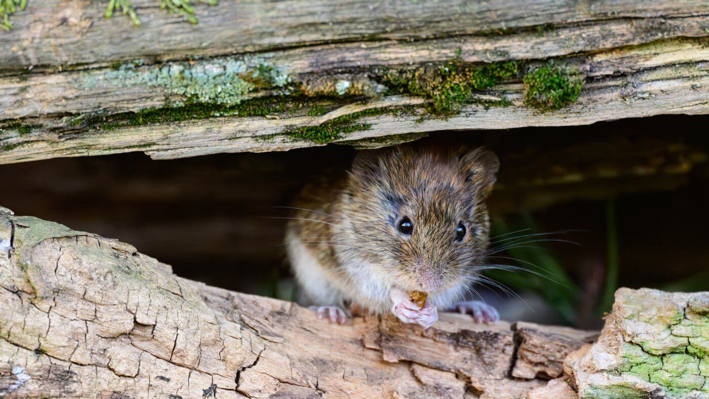 Cruise Ship Hantavirus Outbreak Identified as Rare Human-to-Human Strain