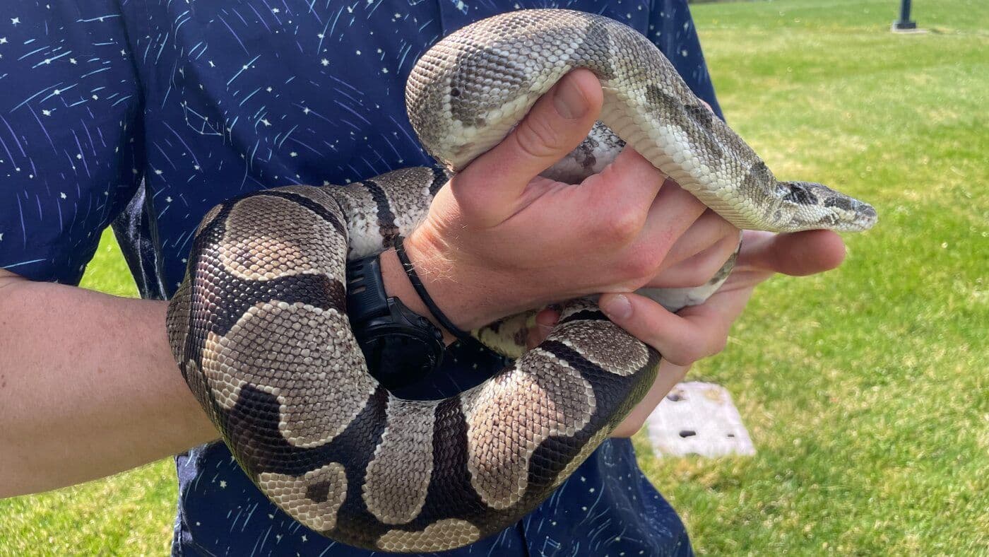 How Pythons' Remarkable Biology Could Unlock New Treatments for Human Disease