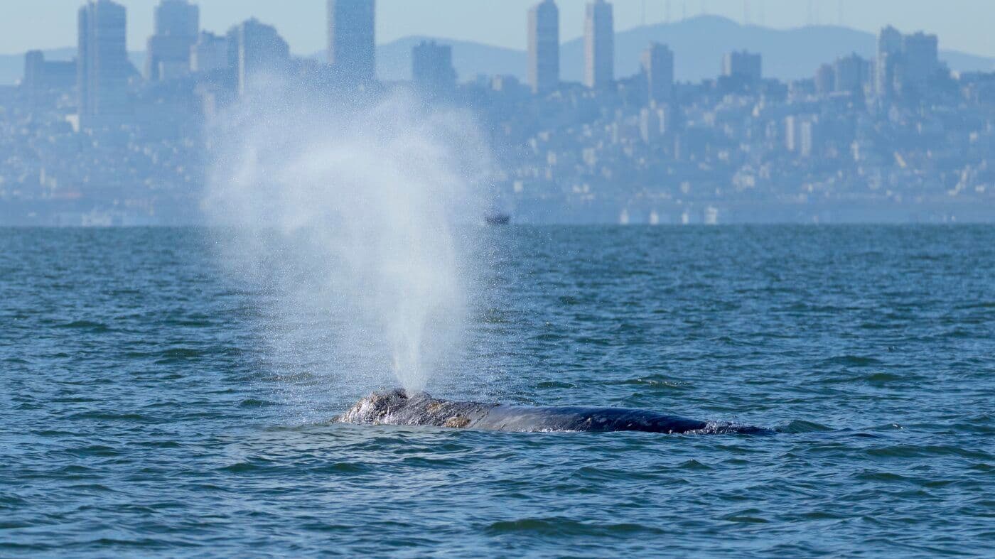 Gray Whales Are Invading San Francisco Bay — And a Smart Camera System May Save Their Lives